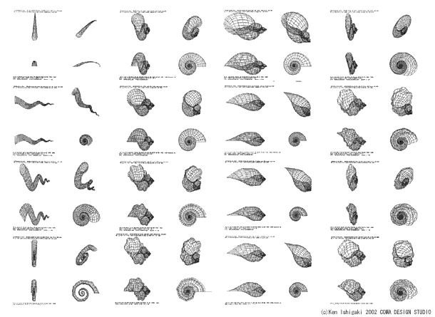 貝のシミュレーション